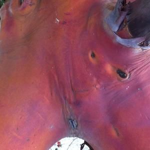 Meet your Posher, Arbutus